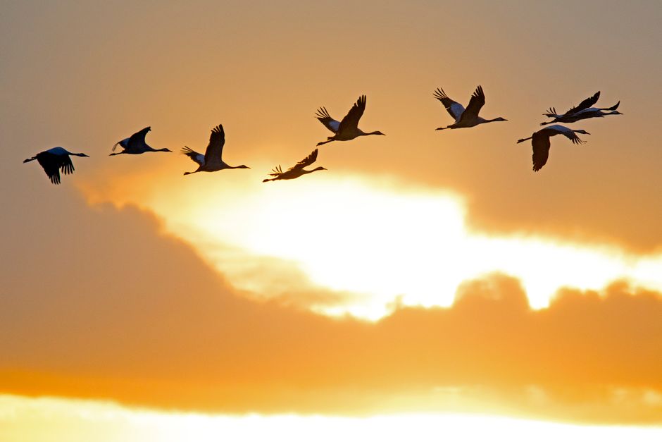 How to Choose the Right Site Migration Agency for Your Business